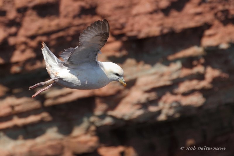 Noordse Stormvogel - Northern Fulmar (Fulmarus glacialis)