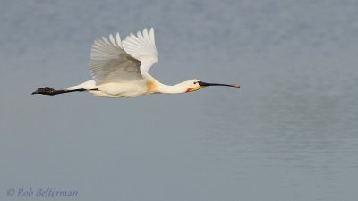 Lepelaar - Spoonbill