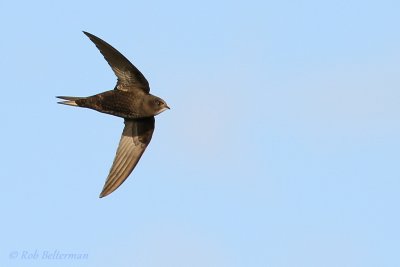 Gierzwaluw - Common Swift