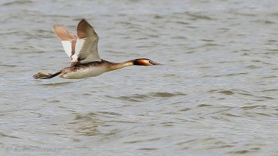 Fuut - Great Crested Grebe