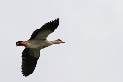 Nijlgans -Egyptian Goose