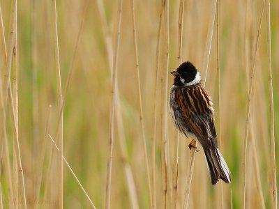 Rietgors - Reed Bunting