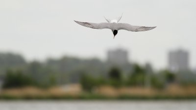 Visdief - Common Tern