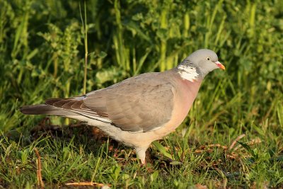 Houtduif - Woodpigeon