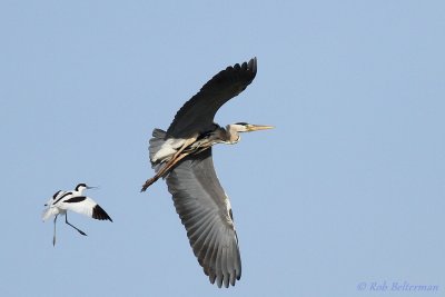 Avocet chasing Heron