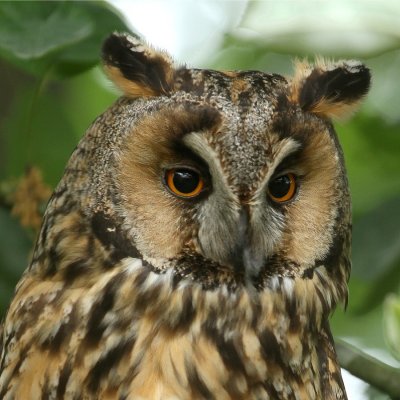 Ransuil - Long-eared Owl - Asio otus