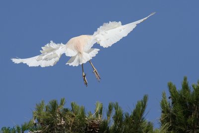 Birds of Menorca, Spain