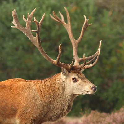 Edelhert - Red Deer (NL)