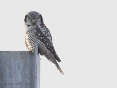 Sperweruil - N. Hawk-Owl - Surnia ulula