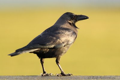 Huiskraai - House Crow - Corvus splendens