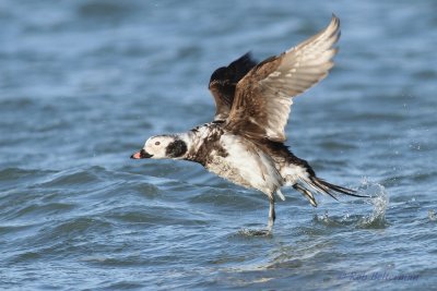 IJseend - Long-tailed Duck