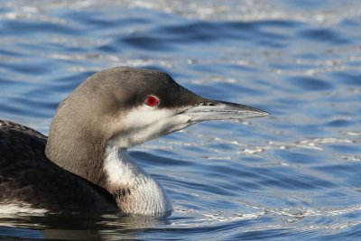 Parelduiker - Black-throated Loon