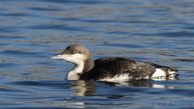 Parelduiker - Black-throated Loon