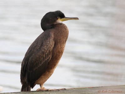 Kuifaalscholver - Common Shag (Phalacrocorax aristotelis)