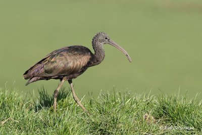 Glossy Ibis - Plegadis falcinellus