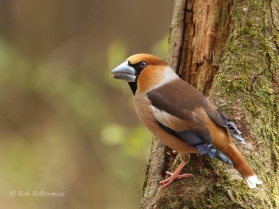 Appelvink - Hawfinch (M)