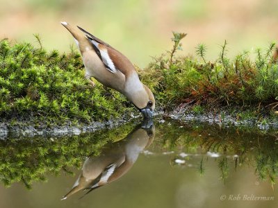 Appelvink - Hawfinch (F)