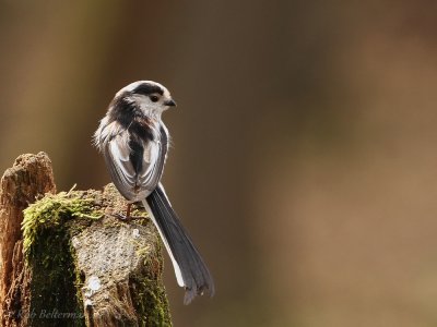 Staartmees - Long-tailed Tit