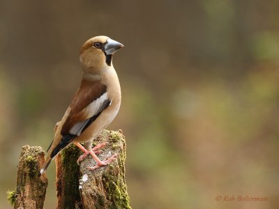 Appelvink - Hawfinch (F)