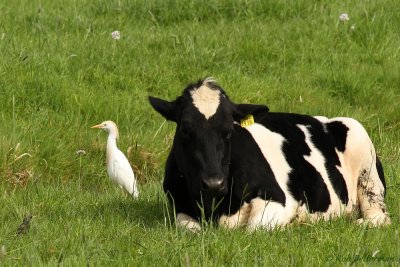 Koereiger -Cattle Egret