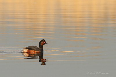 Geoorde Fuut - Black-necked Grebe