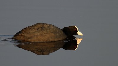 Meerkoet - Coot