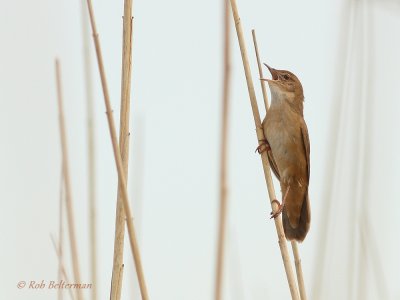 Snor - Savis Warbler