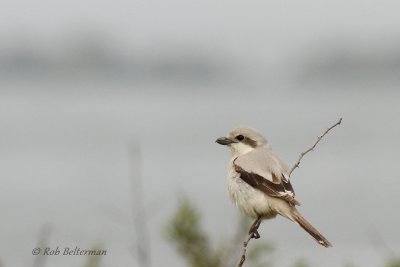 Steppeklapekster - Steppe Grey Shrike