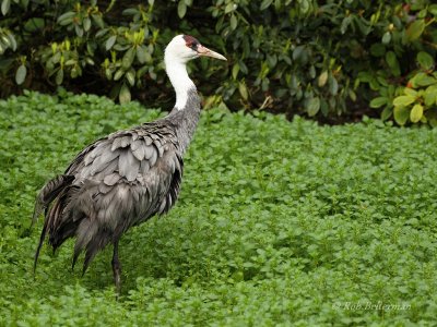 Hooded Crane