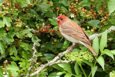 Roodmus - Common Rosefinch (Carpodacus erythrinus)