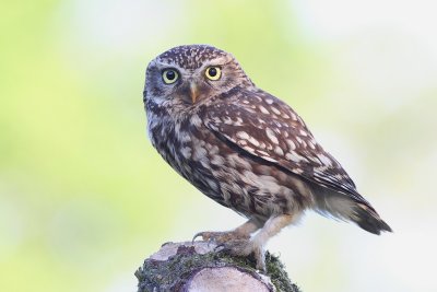 Steenuil - Little Owl - Athene noctua