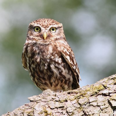 Steenuil - Little Owl - Athene noctua