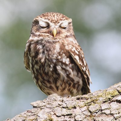 Steenuil - Little Owl - Athene noctua