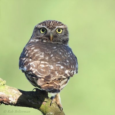 Steenuil - Little Owl - Athene noctua