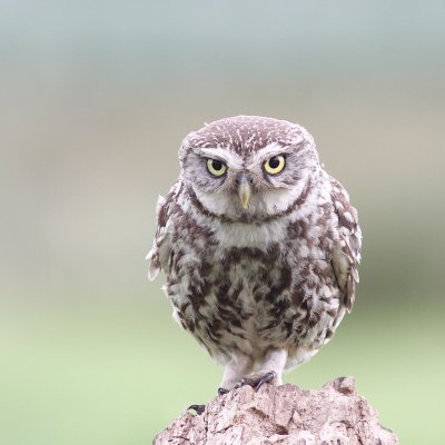 Steenuil - Little Owl - Athene noctua