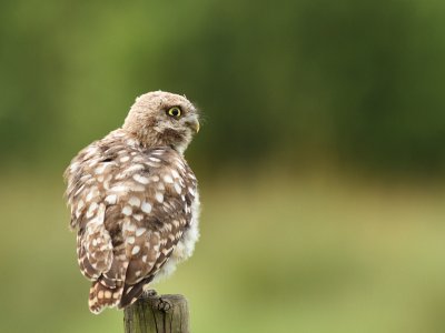 Steenuil - Little Owl - Athene noctua