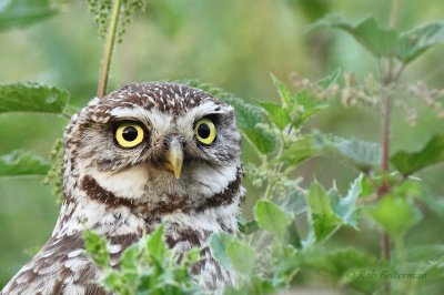 Steenuil - Little Owl - Athene noctua