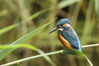 IJsvogel - Alcedo atthis