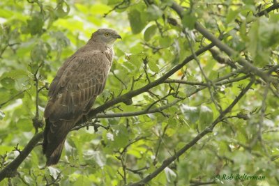 Wespendief - Honey Buzzard (Pernis apivorus)