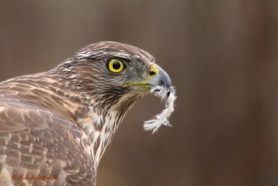 ♀ Havik (Juv) Northern Goshawk (Accipiter gentilis)