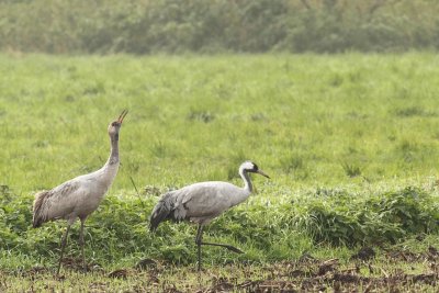 Kraanvogel - Eurasian Crane (Grus grus)