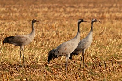 Kraanvogel - Eurasian Crane (Grus grus)