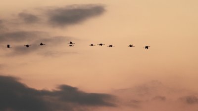 Kraanvogel - Eurasian Crane (Grus grus)