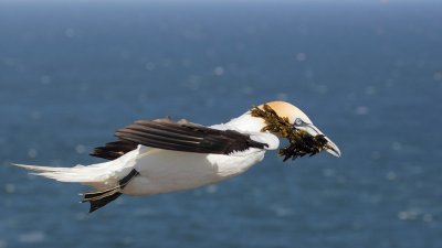 Jan-van-Gent - Northern Gannet (Morus bassanus)