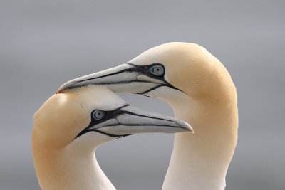 Jan-van-Gent - Northern Gannet (Morus bassanus)