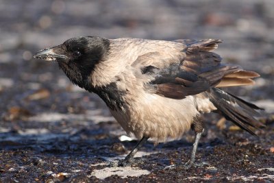 Bonte Kraai - Hooded Crow (Corvus cornix)