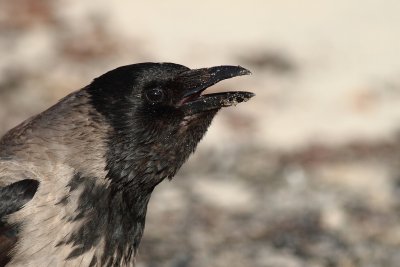 Bonte Kraai - Hooded Crow (Corvus cornix)