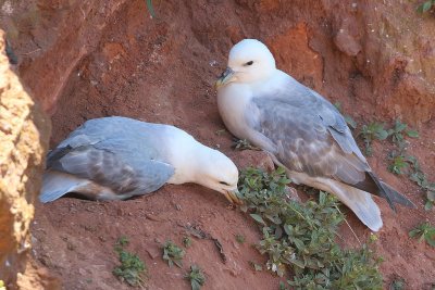 Noordse Stormvogel - Fulmarus glacialis