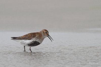 Bonte Strandloper - Dunlin (Calidris alpina)