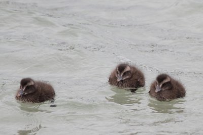 Helgoland - Germany